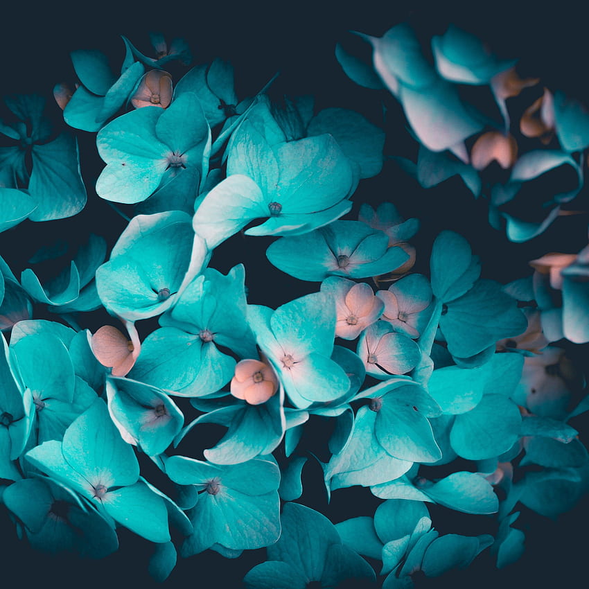 Blaue Blumen, Blütenblätter, Blaugrün, Schwarzer Hintergrund, Blumen HD-Handy-Hintergrundbild