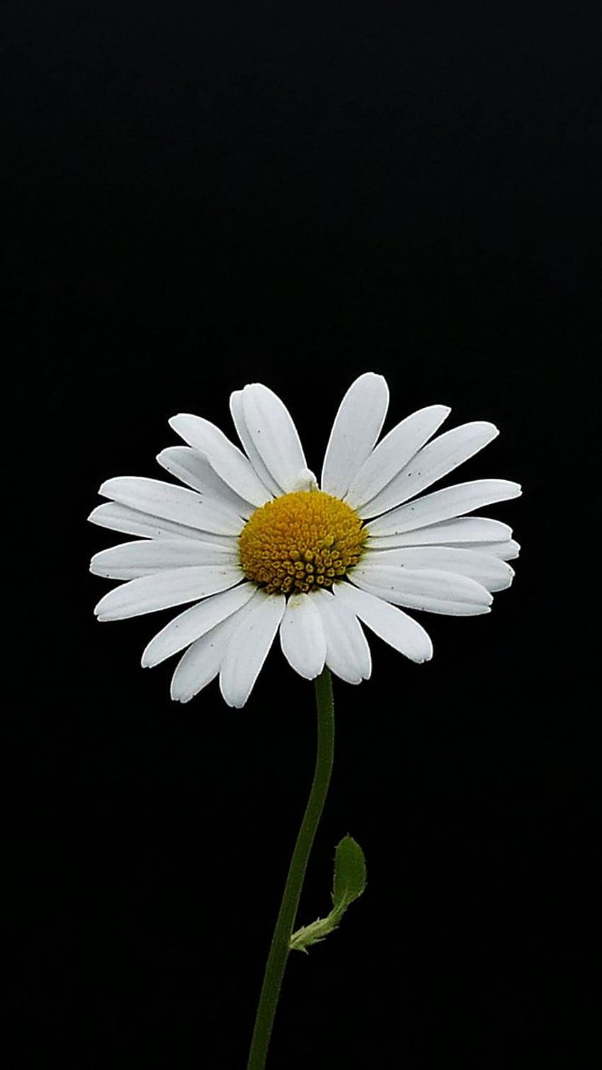 Porträt, weiße Blume, minimal, Gänseblümchen, . Gänseblümchen, Schwarz-Weiß-iPhone, Sonnenblume HD-Handy-Hintergrundbild