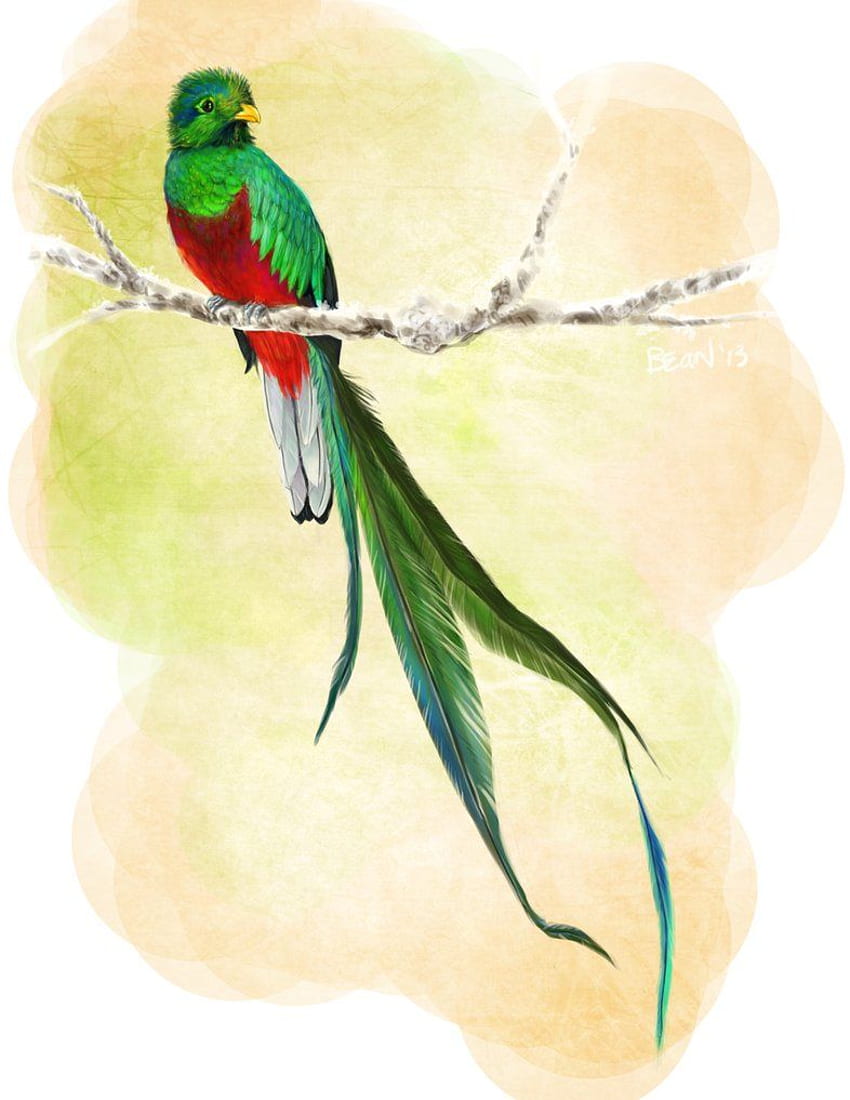 What Does Quetzal Tattoo Mean  Represent Symbolism
