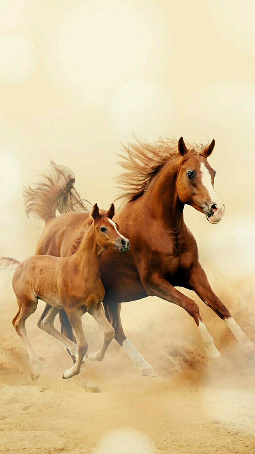 Beautiful horse and pony . Horses, Horse, Baby Horse HD phone wallpaper