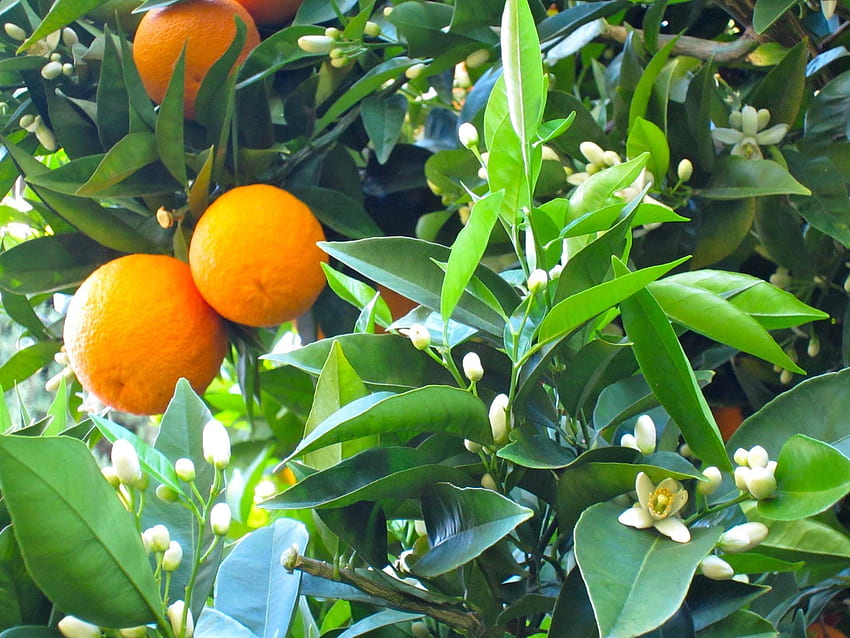 orange tree - Orange, Mango tree HD wallpaper