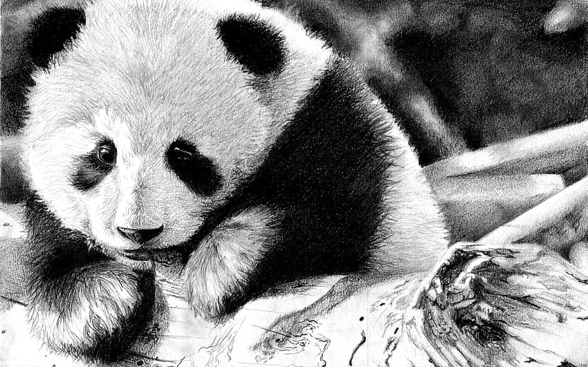 Panda, Animals, Muzzle, Color, Bw, Chb HD wallpaper