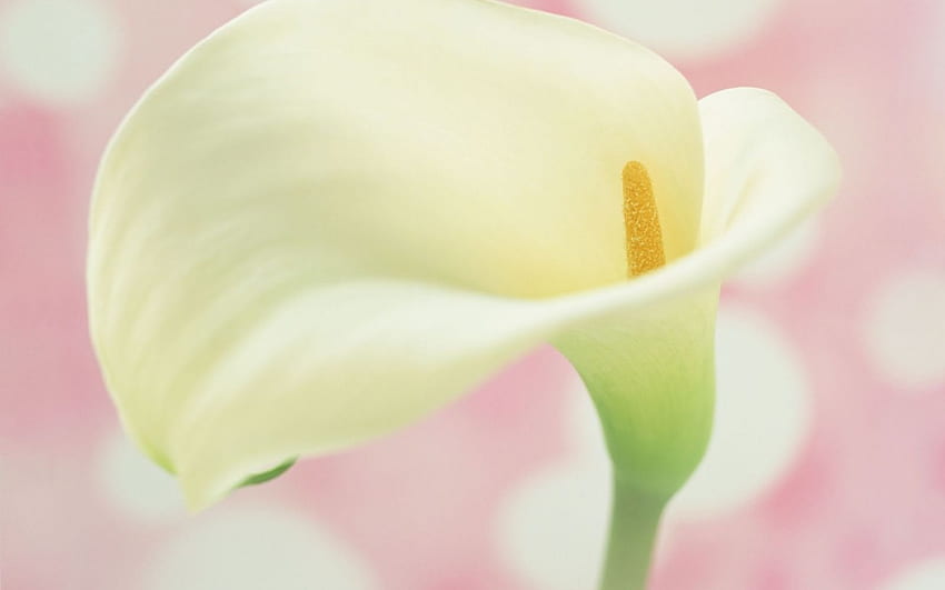 Cala Lily on Pink, white, pink background, nature, flowers, cala lily, lily HD wallpaper