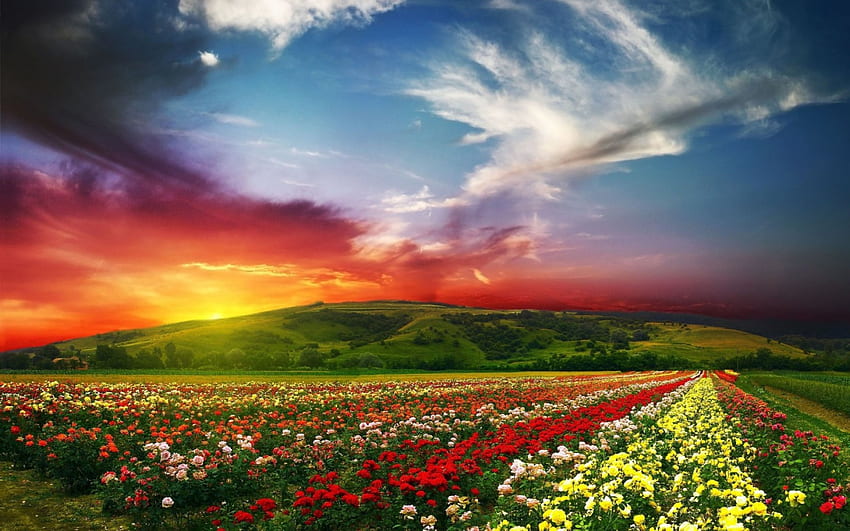 Belle vue, vue, nature, fleurs, coucher de soleil Fond d'écran HD