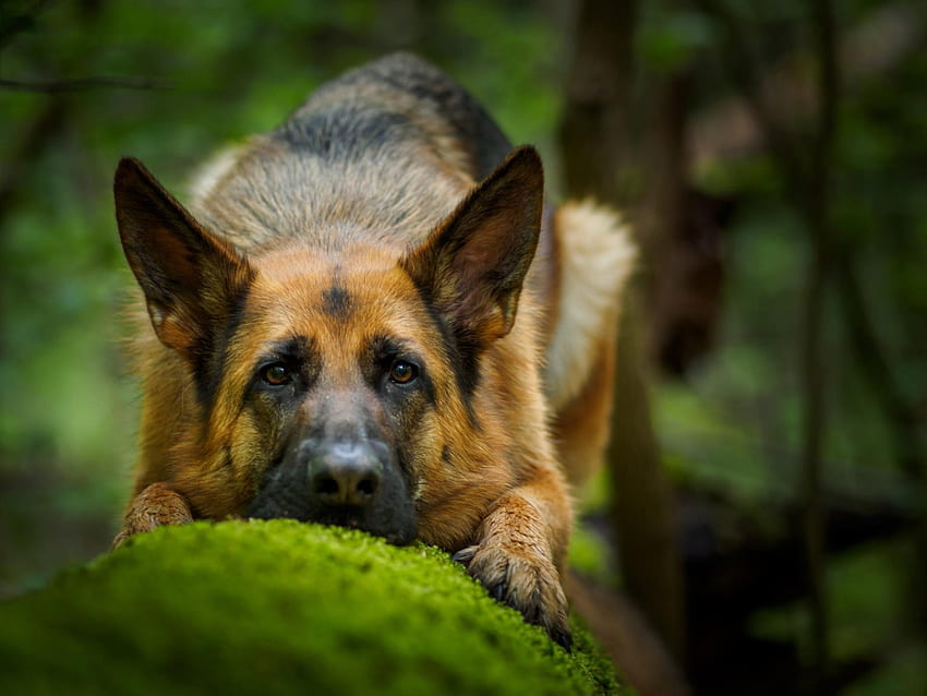 German shepherd, dog, sweet, animal, dogs, cute, beautiful, puppys, puppy, pretty, animals, lovely HD wallpaper
