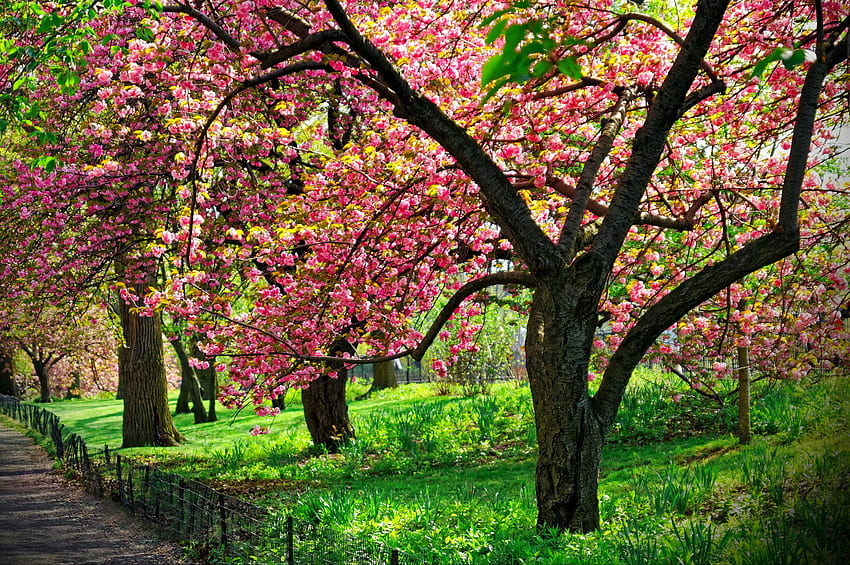開花桜、パス、開花、庭、美しい、緑、草、春、公園、香り、散歩、木、桜、花、枝、開花、香り 高画質の壁紙