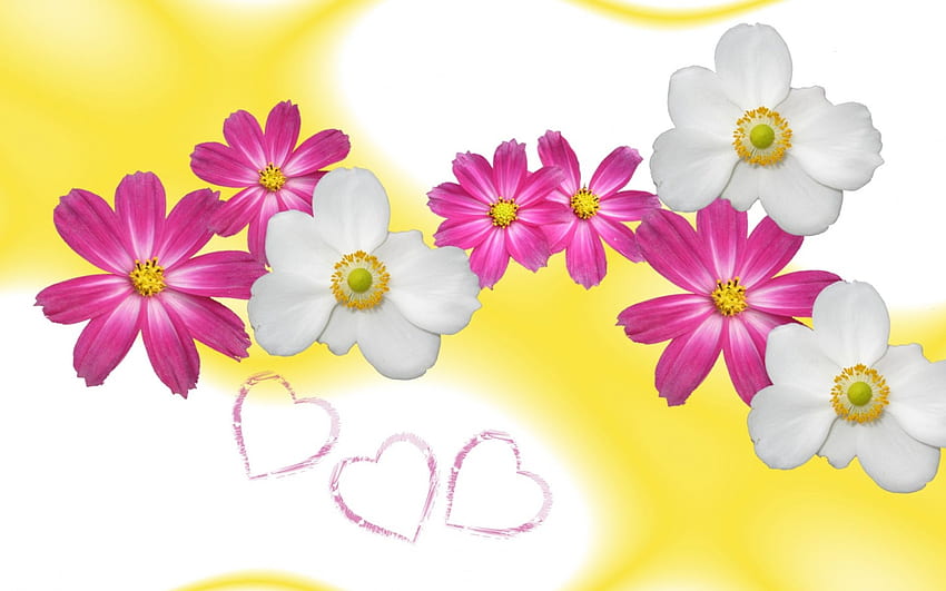 BUNGA , pink, putih, kuning, bunga, hati Wallpaper HD