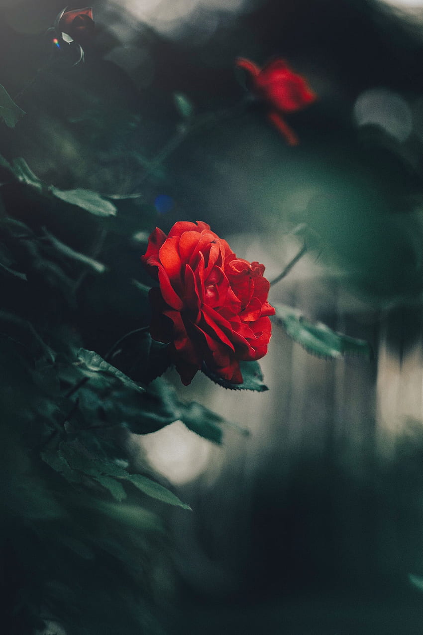 Flowers, Bush, Rose Flower, Rose, Bud, Blur, Smooth, Garden HD phone wallpaper