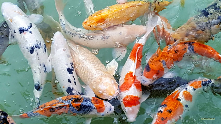 Koi-Fische, japanischer Koi-Fisch-Teich HD-Hintergrundbild