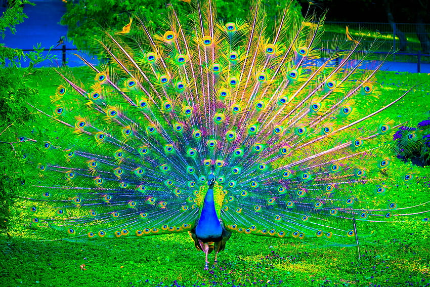 Beautiful Peacock [] for your , Mobile & Tablet. Explore Beautiful Peacock . Peacock , Peacock , Peacock for Homes HD wallpaper