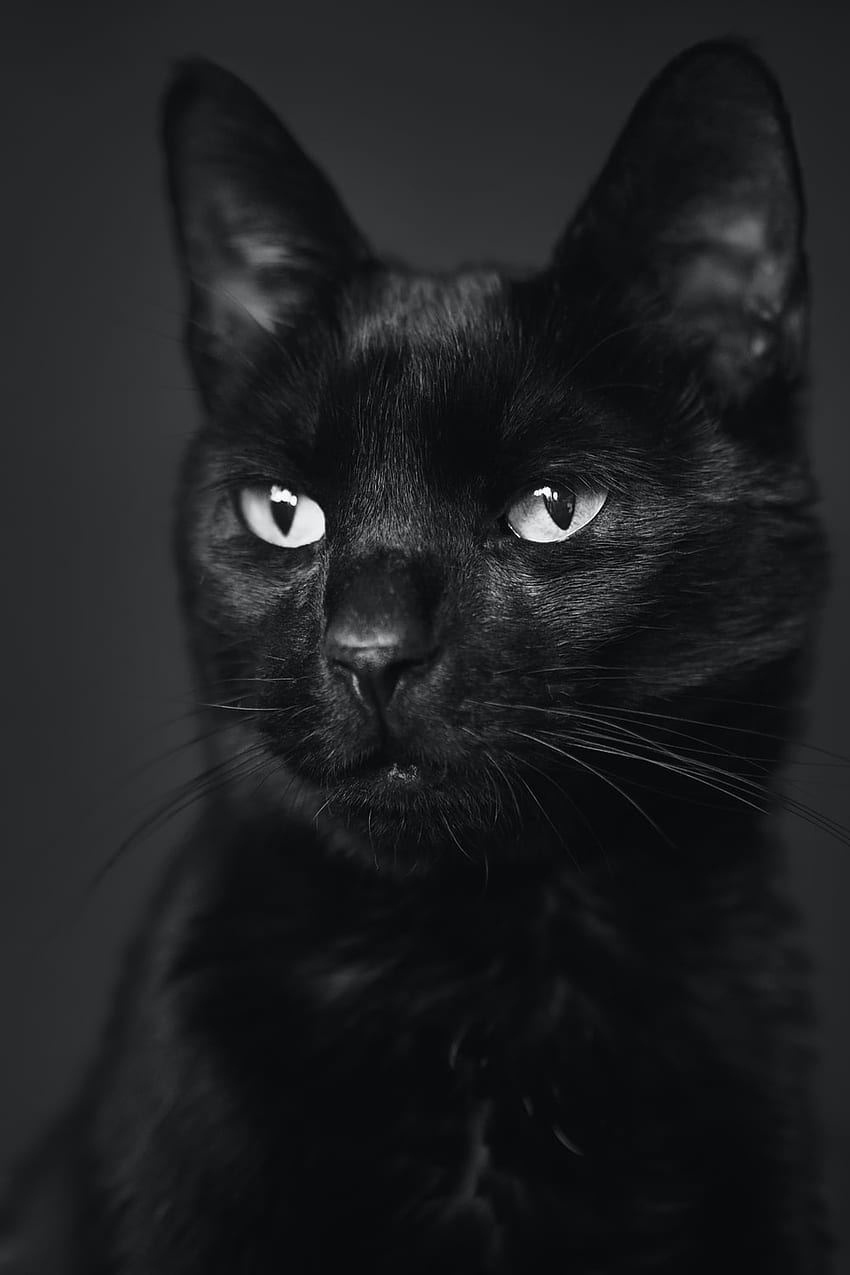 Gatto nero, bellissimo gatto scuro Sfondo del telefono HD