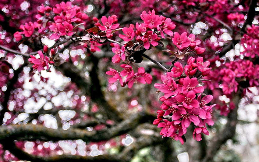 SPRING PETALS, season, petals, branches, nature, flowers, spring, tree HD wallpaper