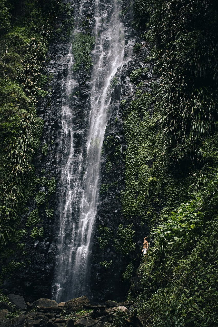 Rainforest Waterfall HD phone wallpaper