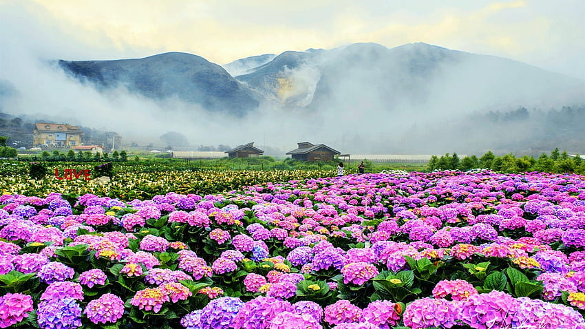 Hydrangeas in Japan, blossoms, field, mist, hills, plants, morning, landscape HD wallpaper