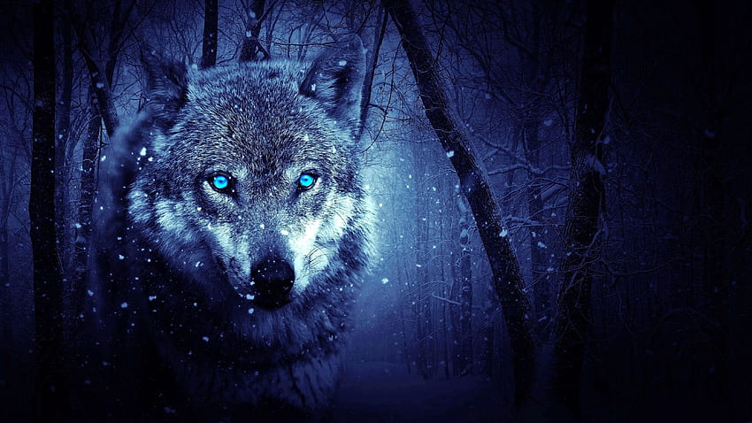 Scary Wolf Eyes, Blue Wolf Eyes HD wallpaper | Pxfuel