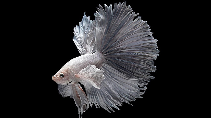 Betta Fisch, Weiß, Aquarium, Fisch, Wasser, Betta HD-Hintergrundbild