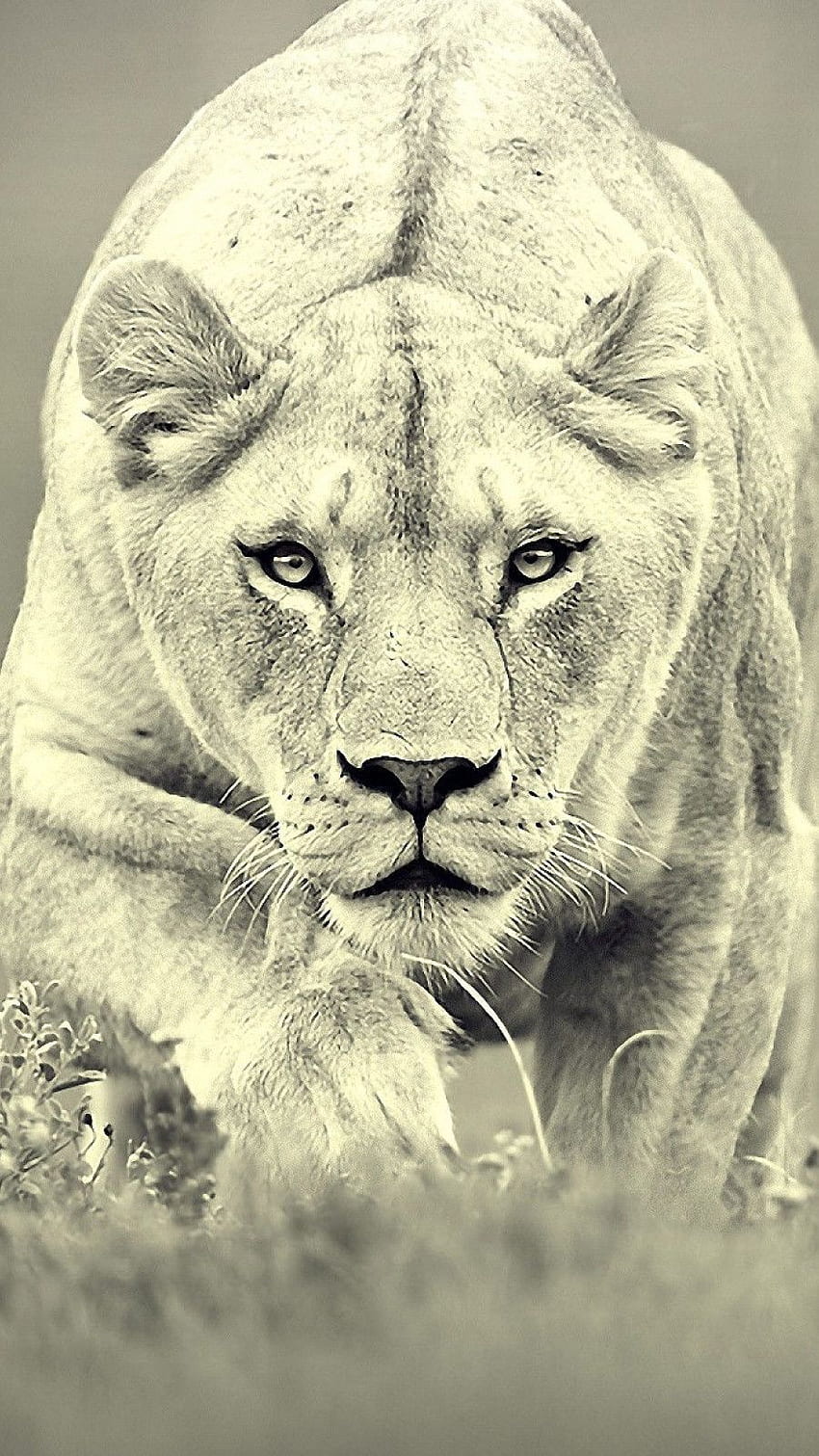 Weiblicher Löwe iPhone. Weiblicher Löwe, Tiere schön, katzenartig, zwei Löwen iPhone HD-Handy-Hintergrundbild