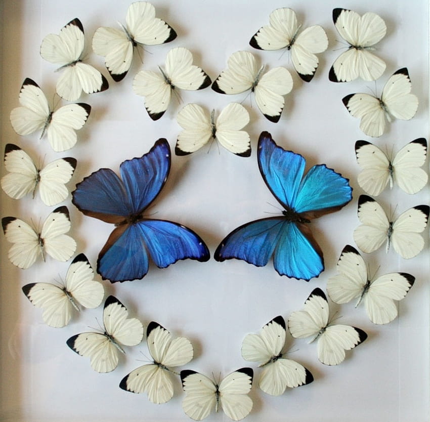 Butterfly heart, heart, butterfly, fantasy, love HD wallpaper