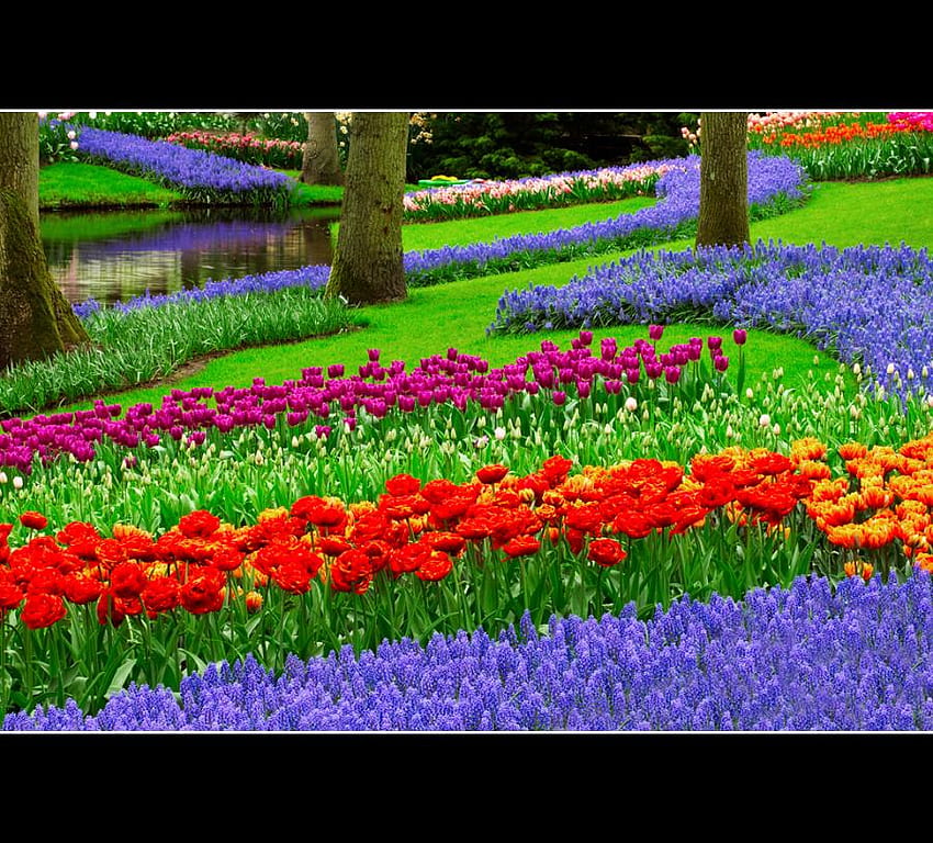 BEAUTIFUL,FLOWER GARDEN, garden, colorful, beautiful, flower HD wallpaper