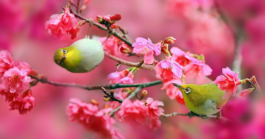 Latar belakang biru burung Merah terbaik bertengger di cabang sakura, Burung Jepang Wallpaper HD