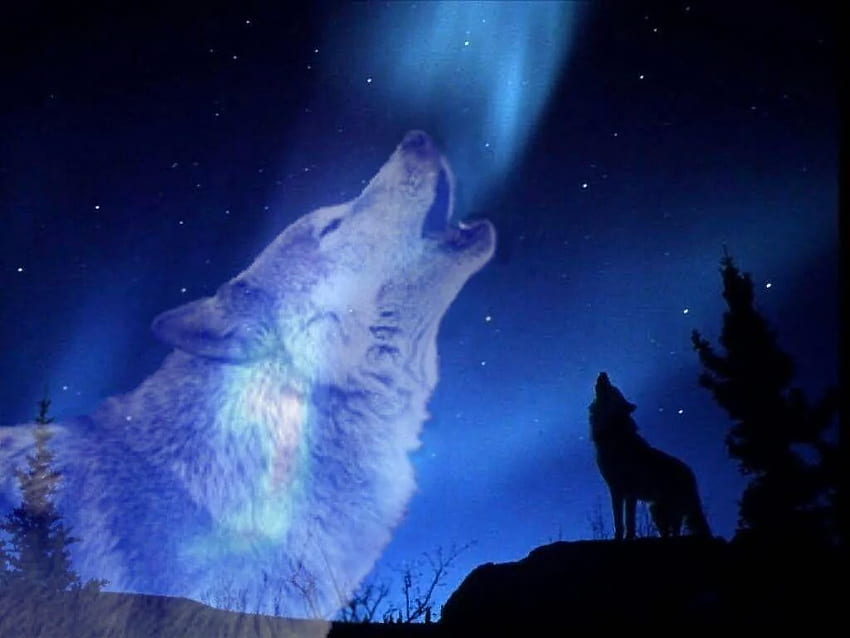 Wolf Howling At The Moon, Wolves Howling HD wallpaper