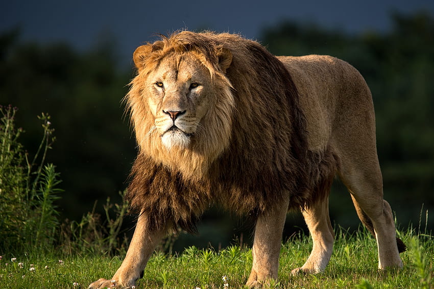 สัตว์ สิงโต นักล่า แผงคอ วอลล์เปเปอร์ HD