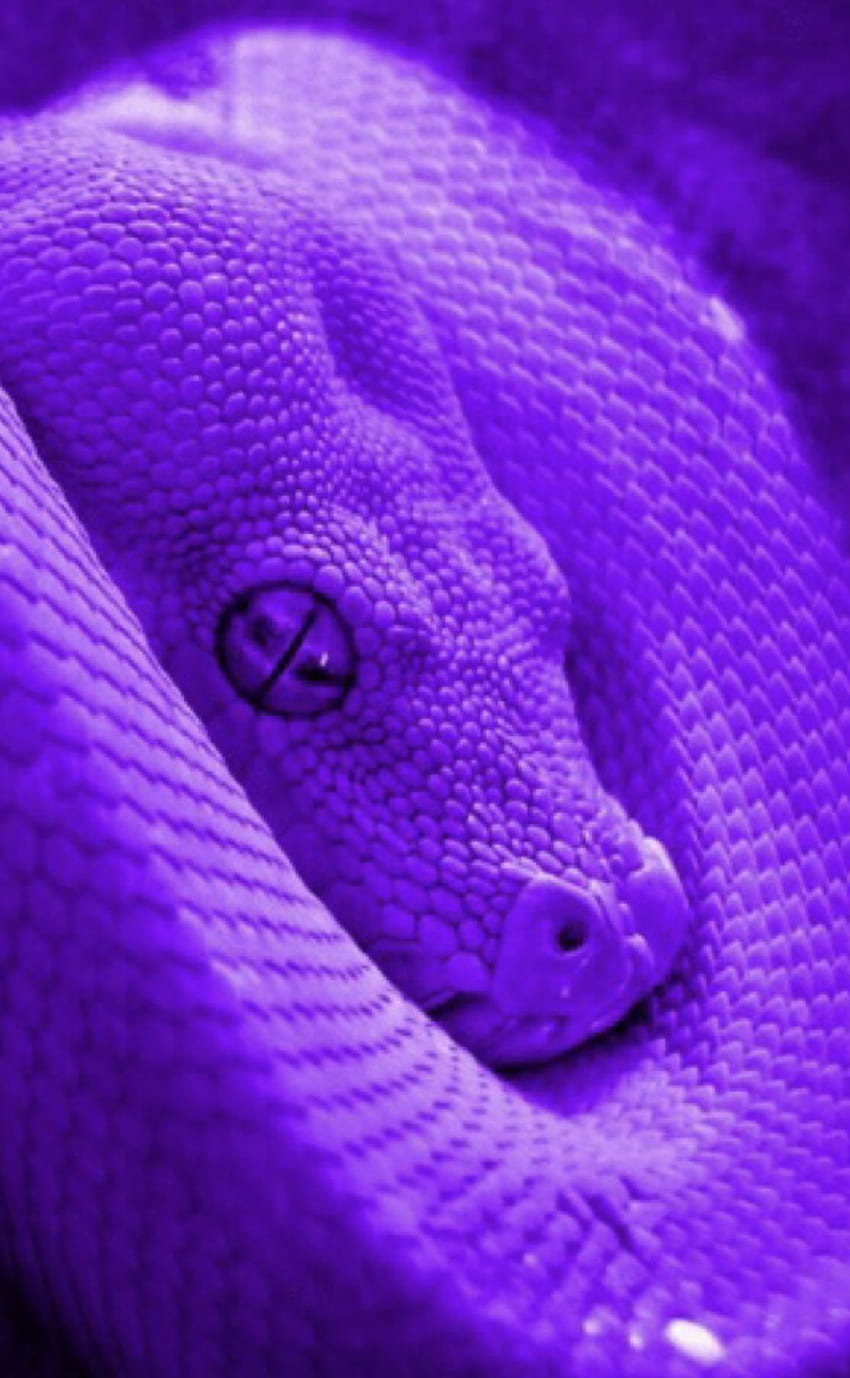Anastacia Kerr on Snake in 2020. Snake, Purple snake, Colorful snakes wallpaper ponsel HD