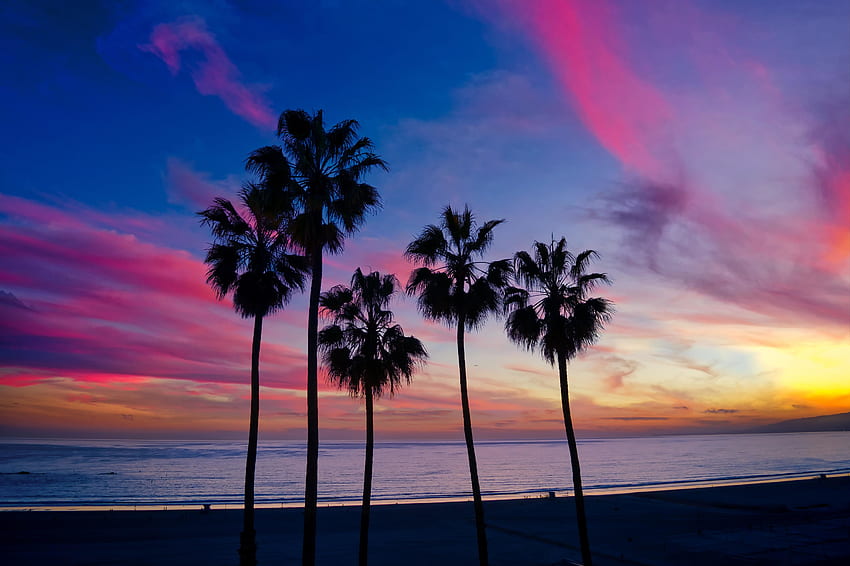 Palmiers, coucher de soleil, silhouette Fond d'écran HD