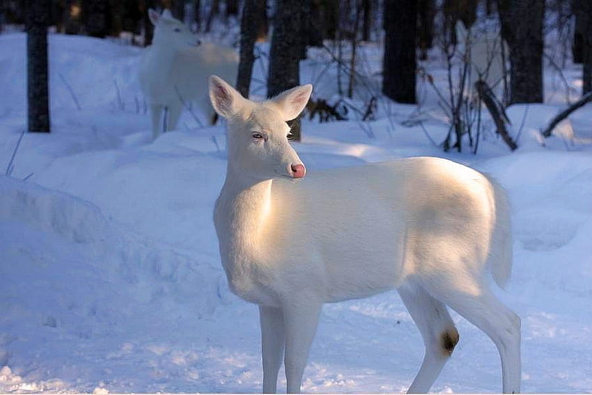 Snow Deer, cool HD wallpaper