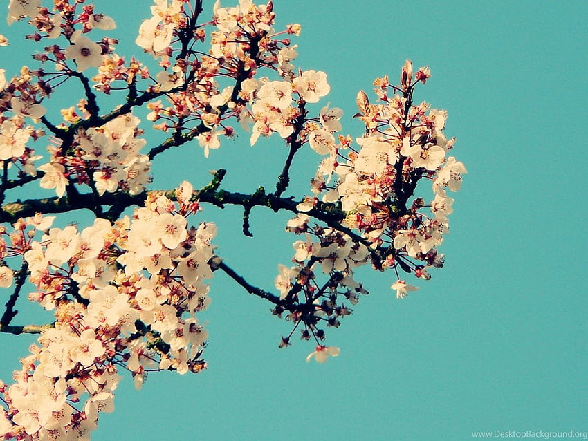 Background Tumblr . Background, Aesthetic Floral Computer HD wallpaper