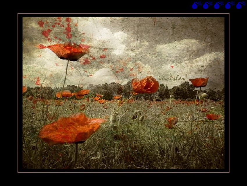 pale poppies, poppies, pale HD wallpaper