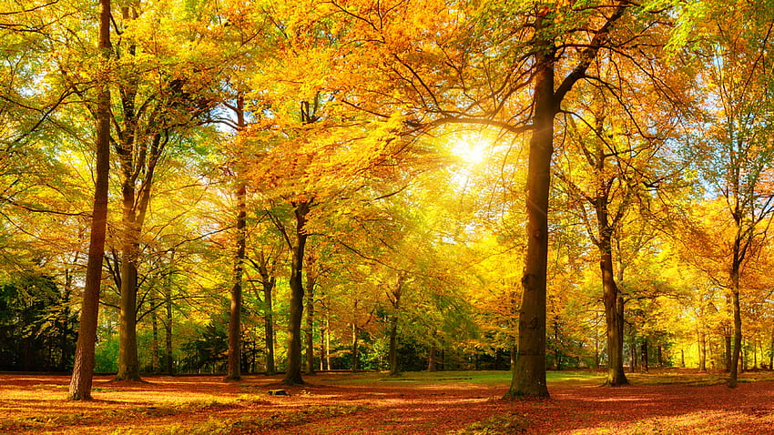 Adegan Musim Gugur Emas, sinar, sinar matahari, grafik, lanskap, oranye, kecantikan, coklat, pemandangan, hijau, merah, , pohon, alam, matahari, hutan, matahari terbenam Wallpaper HD