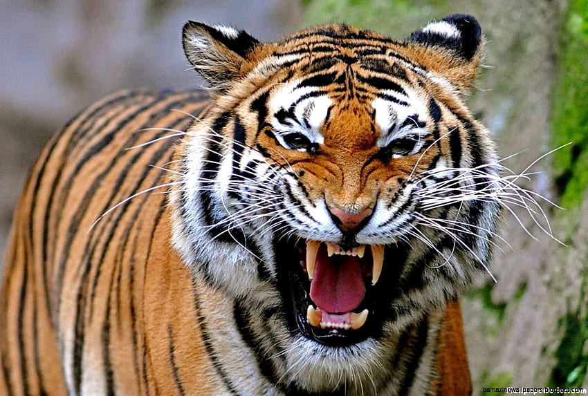 怒っている虎の顔 高画質の壁紙