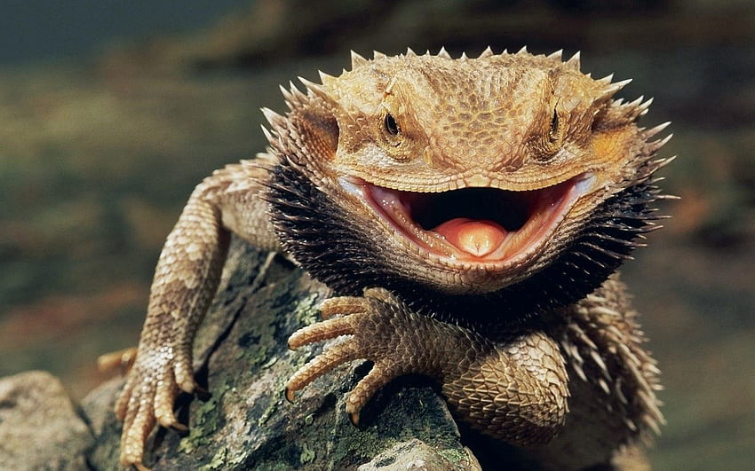 Animals, Grin, Reptile, Anger, Bloated HD wallpaper