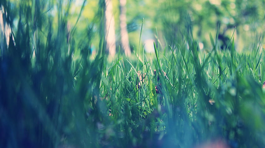 Grass, Macro, Morning, Dew, Spring HD wallpaper