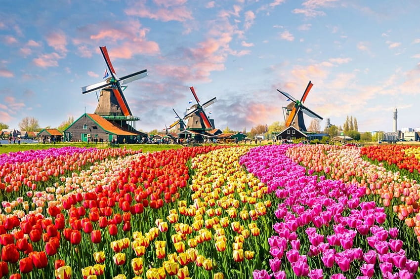 キューケンホフ花祭り、花、風車、畑、色、チューリップ、春、オランダ 高画質の壁紙