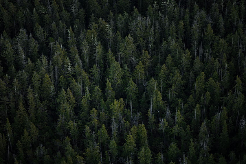 Alam, Pohon, Pemandangan Dari Atas, Hutan Wallpaper HD