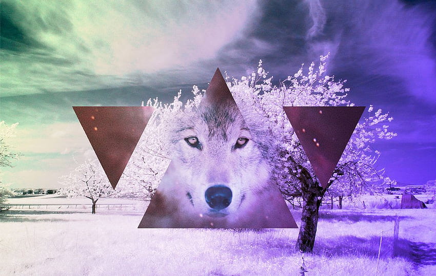 Group of Hipster Wolf Galaxy HD wallpaper