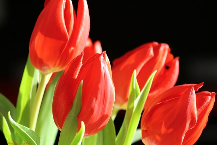 Red tulips, sunny, tulip, beautiful, tulips, beauty, leaves, petals, green, red, flowers HD wallpaper