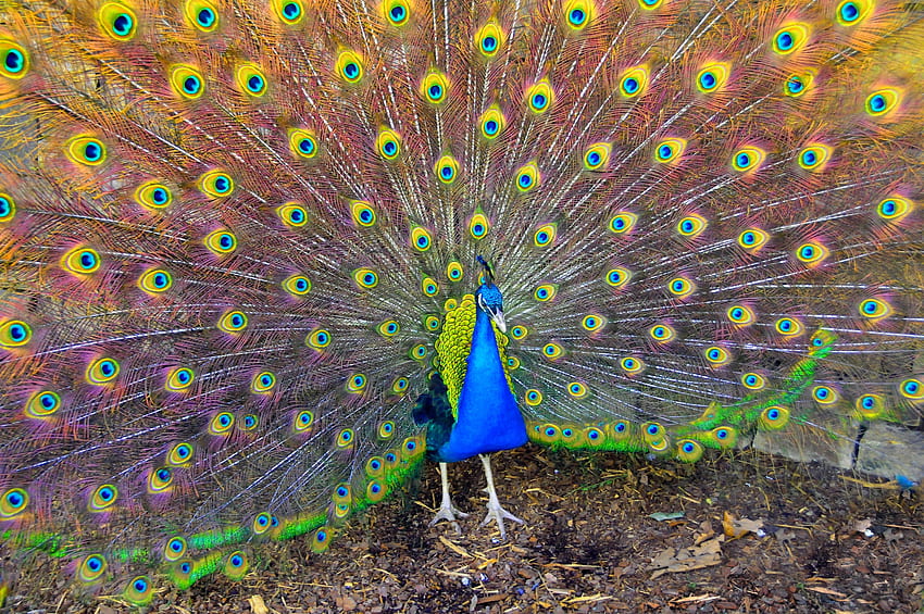 Animals, Bird, Beauty, Peacock HD wallpaper