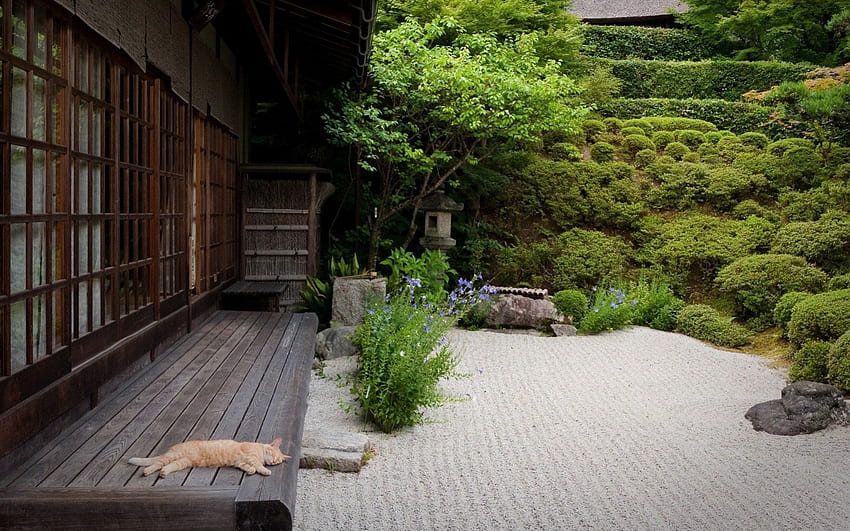 Японска градина, заден двор, градина, котка, къща HD тапет