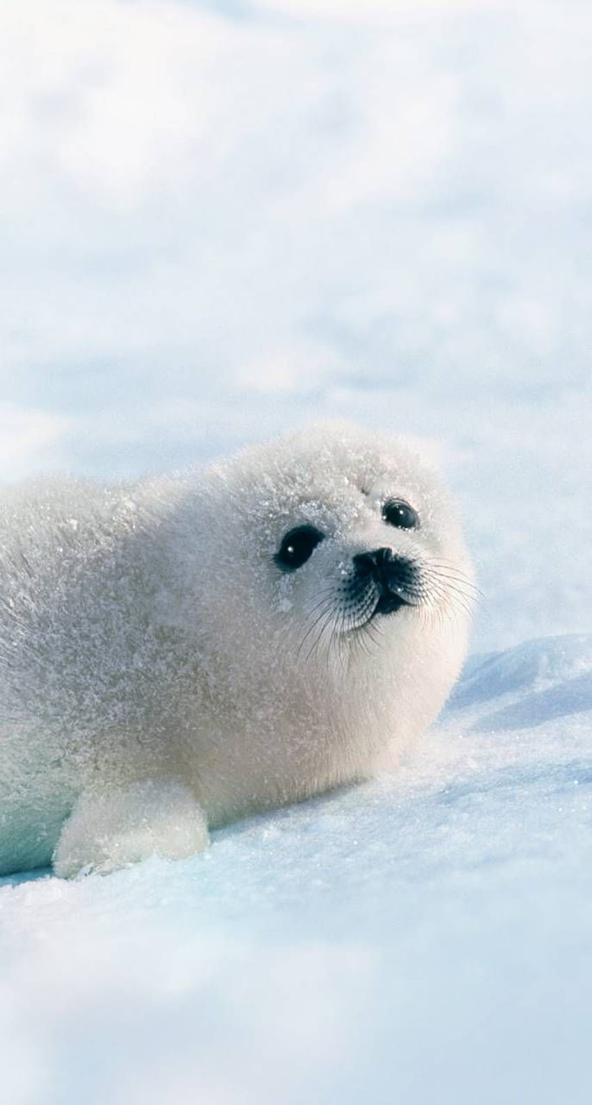 Sello Blanco. Lindos animales bebés, animales lindos, focas lindas, foca arpa bebé fondo de pantalla del teléfono