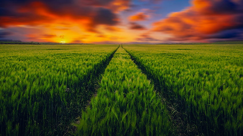 Grass field, Green grass, Sunset, Landscape, , Nature,. for iPhone, Android, Mobile and HD wallpaper
