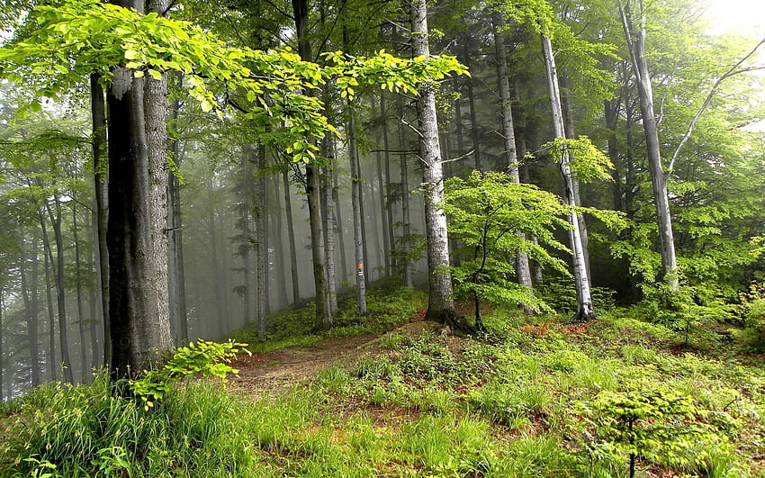 Nature, Trees, Forest, Fog, Haze, Outskirts, Edge HD wallpaper