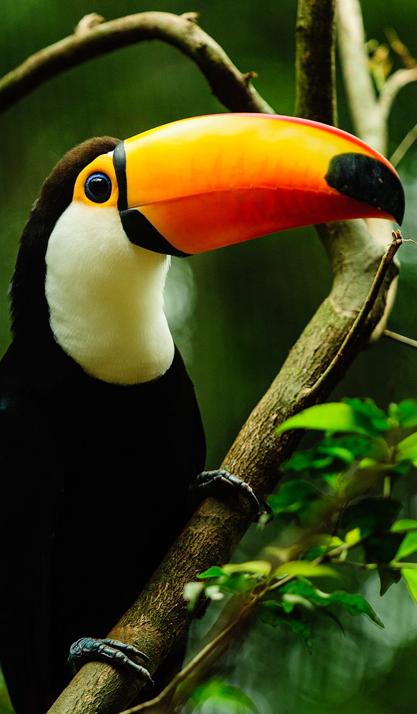 Amazon Bird Animal, Amazon iPhone Tapeta na telefon HD