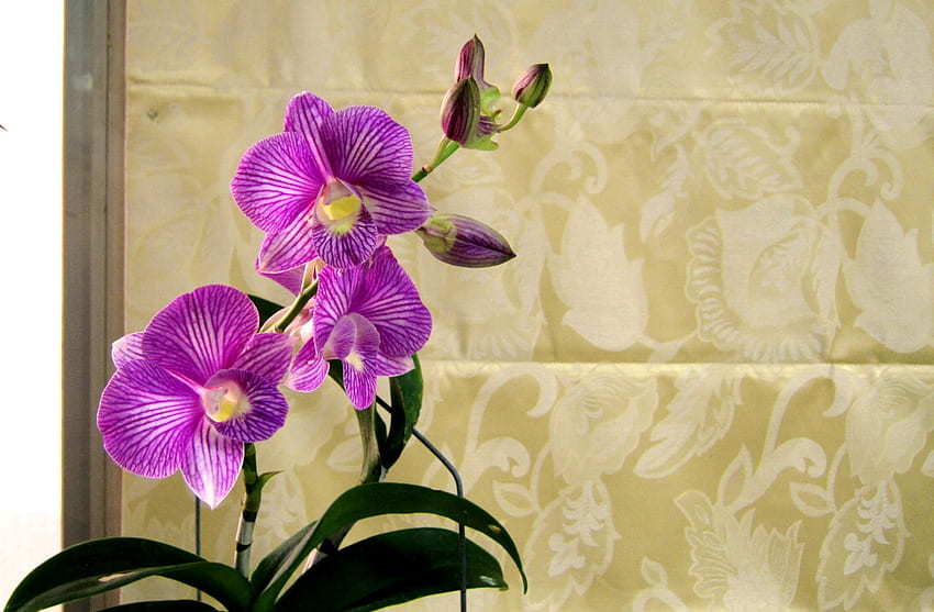Para Lovely Shebina, roxo, orquídea, ouro, brilhante papel de parede HD