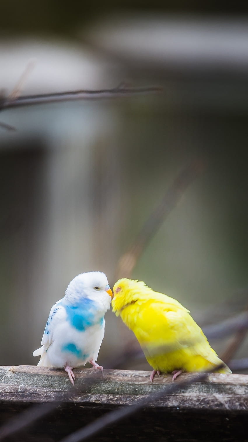 Pájaros Del Amor, Encantador, Aves fondo de pantalla del teléfono