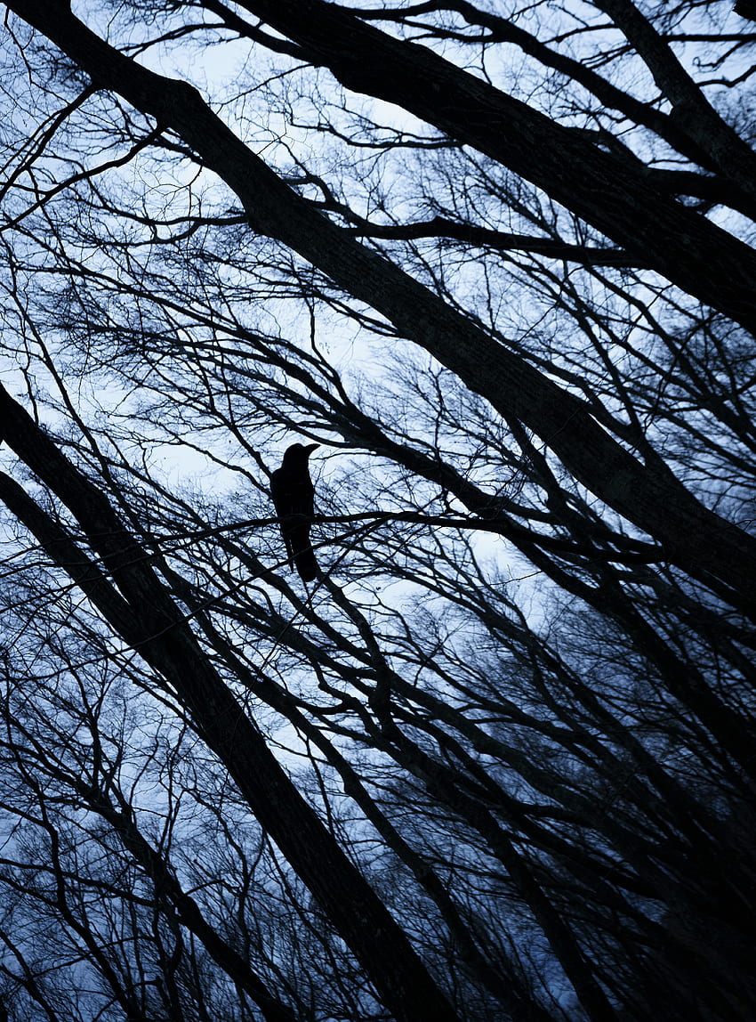 Nature, Bird, Branches, Rook HD phone wallpaper