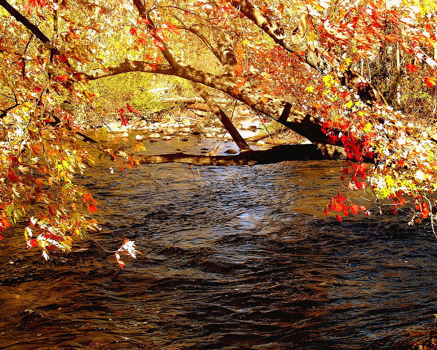 AUTUMN TREES, trees, river, autumn, colorful HD wallpaper