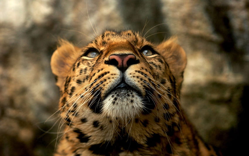 Animaux, Leopard, Museau, Predator, Big Cat, Couleur Fond d'écran HD